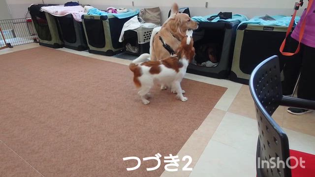 1月7日『いぬのようちえん』の記事動画