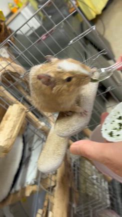 昨日のお話し　1月30日の記事動画