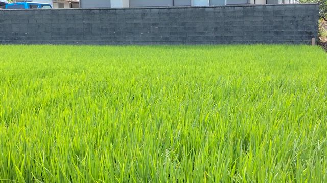 みんな頑張ってるね‼️の記事動画