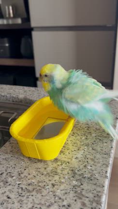 CHANELクリスマスコフレ♡福ちゃん♡の記事動画