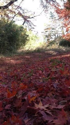 赤や黄色に戯れてᥫᩣ  ̖́-の記事動画