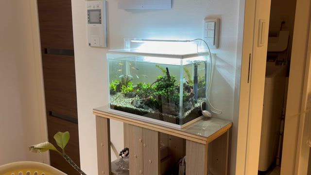 成長した赤ちゃんメダカと減るエビたち。〜観葉植物挿し木その後。の記事動画