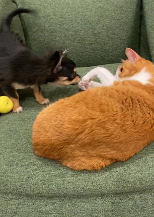子犬と先輩ニャンコの関係に悩むの記事動画