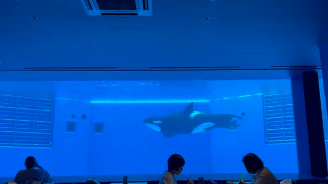 須磨シーの記事動画