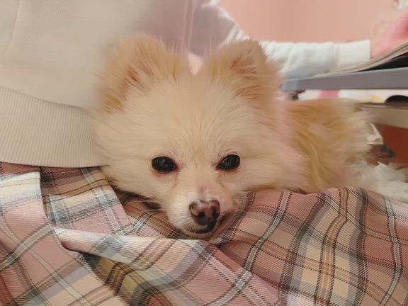 ☆娘のお膝の上で…❤︎☆の記事動画