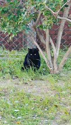 一枚　シリーズの記事動画