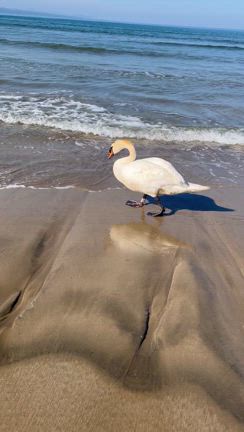 現実逃避と エネルギーチャージ〜出雲への旅〜の記事動画