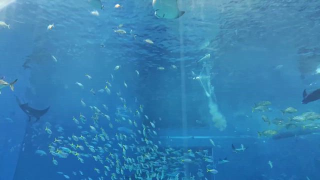 ちょいと沖縄へ．．(^-^)の記事動画