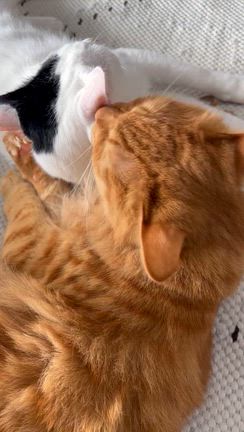 なんぼでも寝れるの記事動画