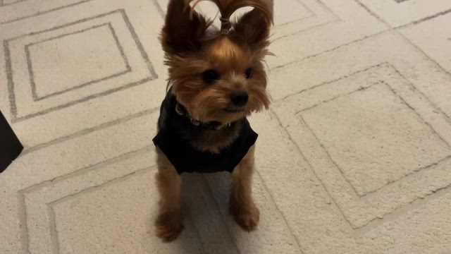 ヒナ服を着るの記事動画