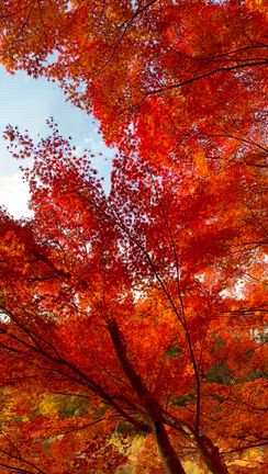 昭和記念公園へ。幻日(げんじつ/サンドック)も。今が紅葉見頃でおすすめです♪の記事動画