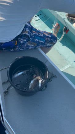 8月21日(木)『モロポチャギス釣り』釣果の記事動画