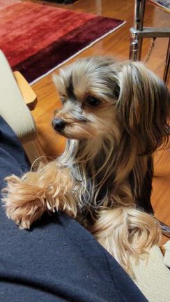 甘えに来るライルの記事動画