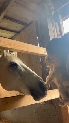 ティと一緒の時間の記事動画