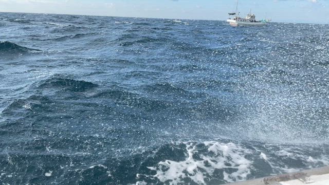 谷野丸 和歌山御坊 オキアミ五目釣り (2024/12/29) 正月のタイ確保！シケ覚悟で釣行！の記事動画