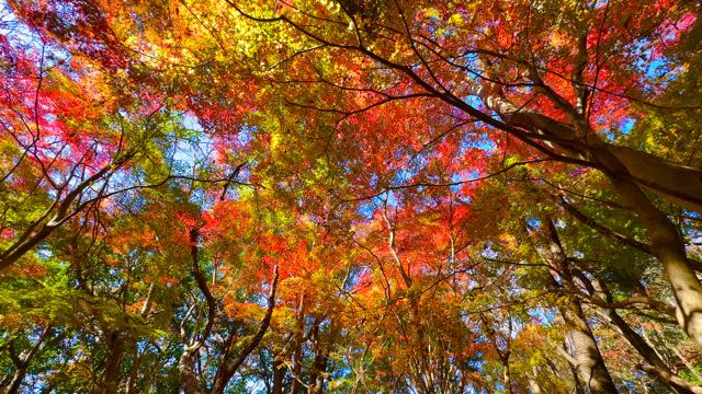 酔いそうなほど見事な紅葉だった（筑波山17回目）の記事動画