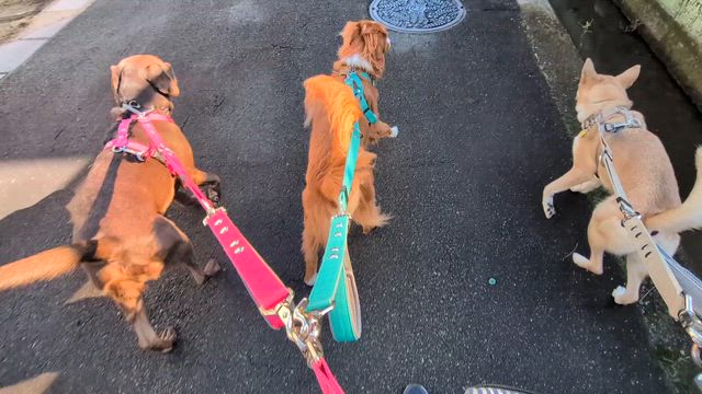 ぽかぽか昼散歩〜Geminiと一緒にダイエット〜の記事動画