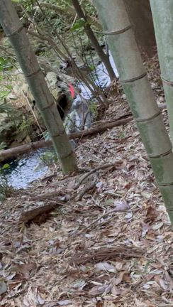 たけのこ掘りの記事動画