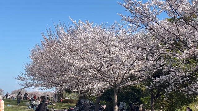 桜.満開です！の記事動画