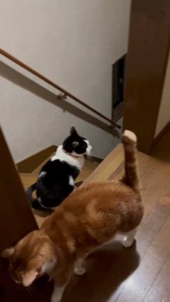 幸せきっぷ(じゅうた)の記事動画