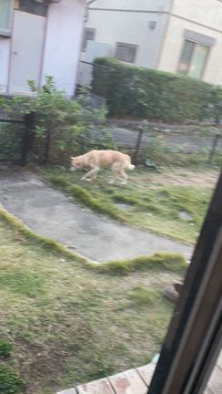 ちくわの様子がおかしい・・の記事動画