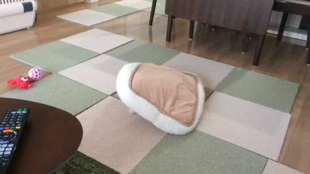 ムギ10歳になるの記事動画