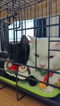 ミラクルが起きたの記事動画