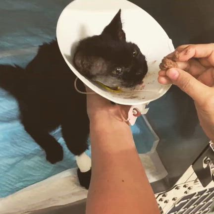 猫の下顎の裂傷の記事動画