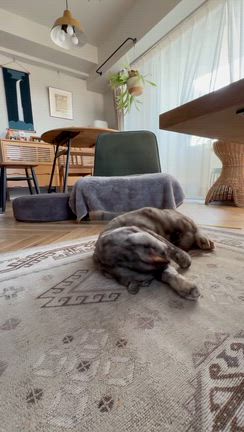 メリークリスマス！の記事動画