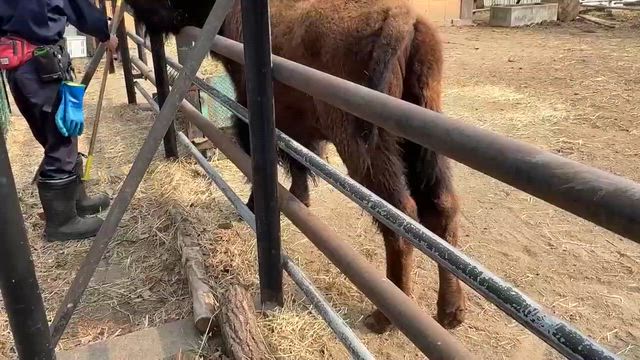 アメリカバイソン「リーフ」のハズバンダリートレーニングの記事動画