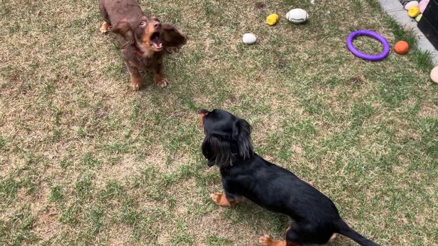 小物ばかりメルシーの記事動画