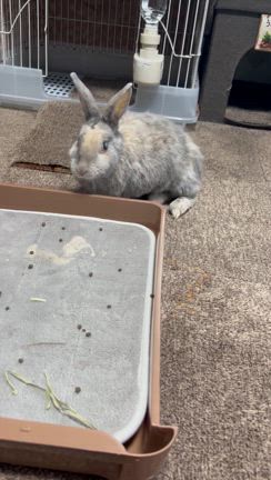 とよたんの寝方！と足が…の記事動画