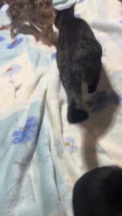 雪景色とアム基金のご報告の記事動画