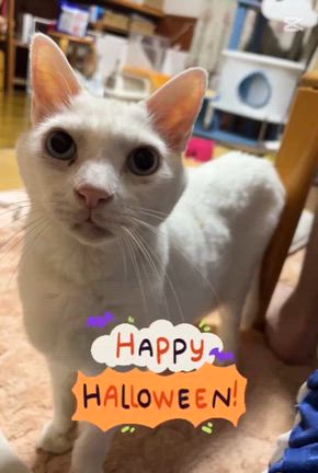 ハッピーハロウィンの記事動画