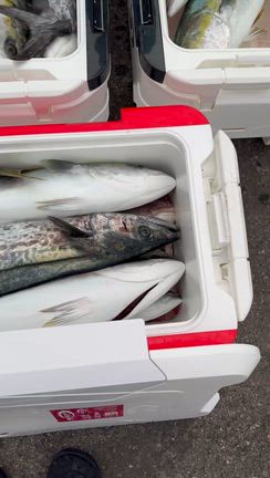 青物‼️の記事動画