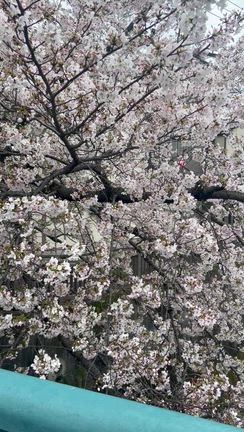桜＊さくら＊サクラ＊あと何回♪の記事動画