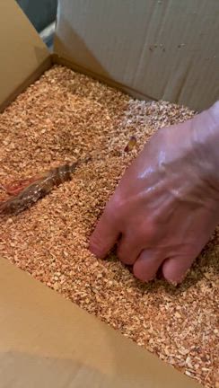 ２月１５日（木）☆高級ネタ続々＊ほぼ画像の日の記事動画