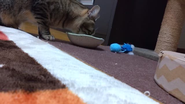 お正月も過ぎての記事動画