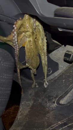 リブログ、タコが車内で脱走、恐怖で焦った❗️の記事動画