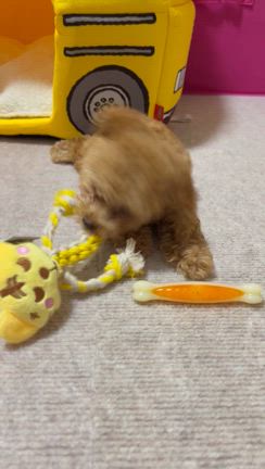 りんぐお誕生日の記事動画