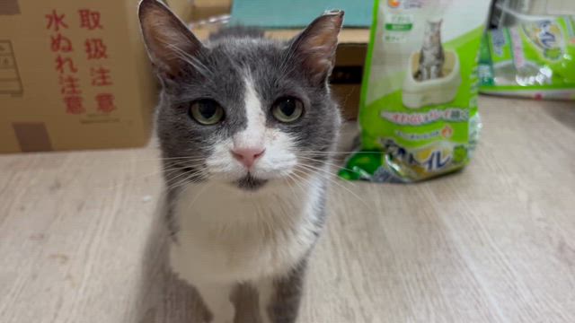 【沖縄グレ♀のこと】の記事動画