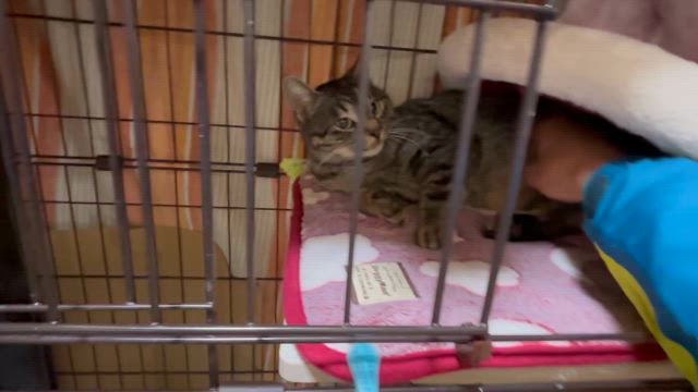 ワンニャン通信の記事動画