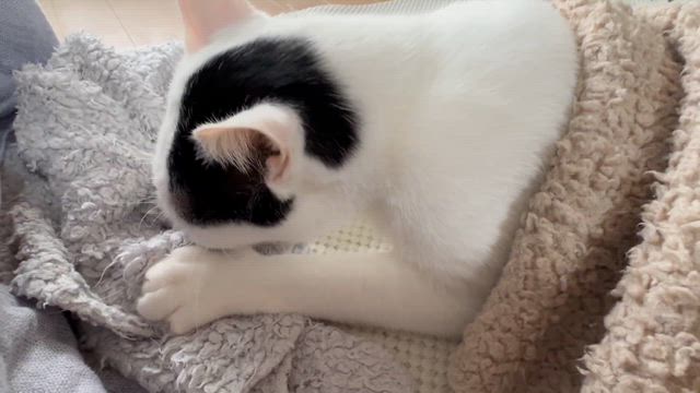 もはや人の記事動画