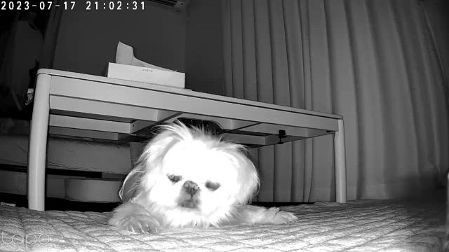 モモちゃんの命日の記事動画