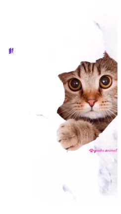 少しでも病気や不調から遠ざけてあげたくてヒーリング講座を受講の記事動画