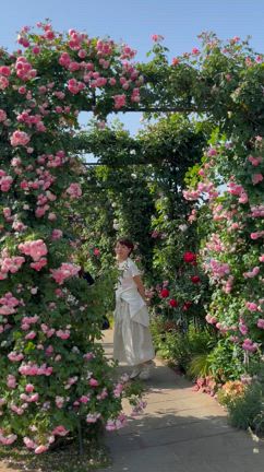 薔薇！バラ！ばら！薔薇三昧の横浜さんぽの記事動画