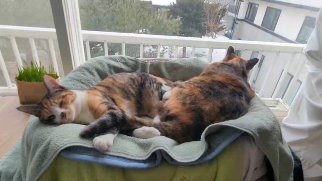 札幌で待っています！の記事動画