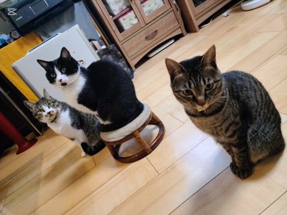 12月の定休日と営業時間と猫の記事動画