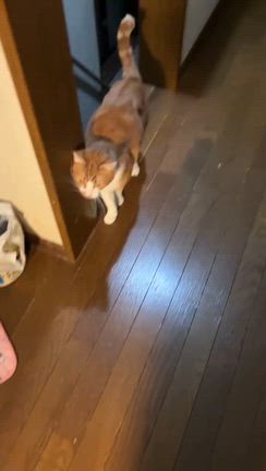 幸せきっぷ(じゅうた)の記事動画