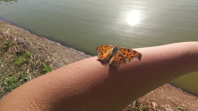 まだまだライギョはやる気なんだけどなの記事動画